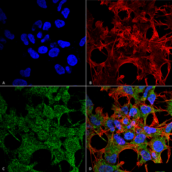 GABARAP Antibody (Biotin)