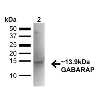 GABARAP Antibody (FITC)