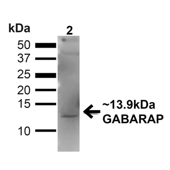 GABARAP Antibody (HRP)