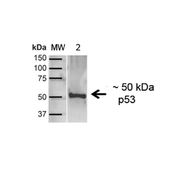 p53 Antibody (Biotin)