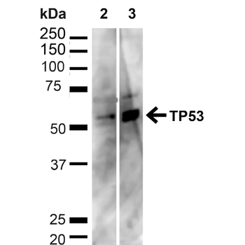 p53 Antibody (HRP)