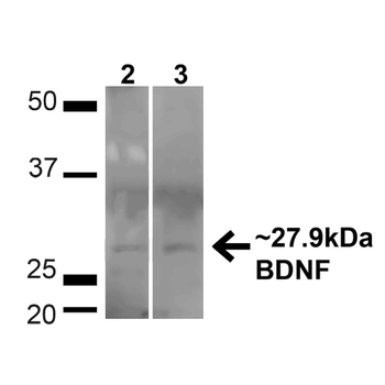 BDNF Antibody (APC)