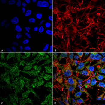 BDNF Antibody (HRP)