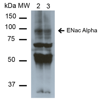 ENaC alpha Antibody