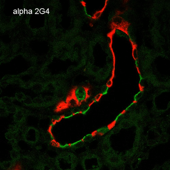 ENaC alpha Antibody (APC)