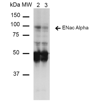 ENaC alpha Antibody (APC)