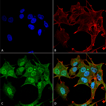 ATG4B Antibody (Biotin)
