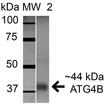 ATG4B Antibody (HRP)