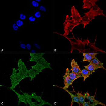 ULK1 Antibody (APC)
