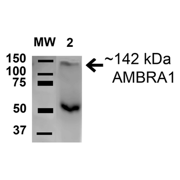 AMBRA1 Antibody (FITC)