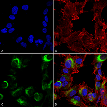 AMBRA1 Antibody (PerCP)