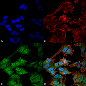ATG9B Antibody (APC)