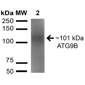 ATG9B Antibody (Biotin)