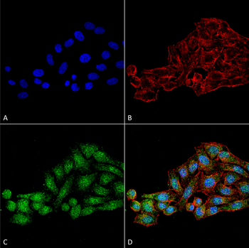 WDR45 Antibody (Biotin)