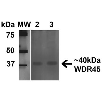 WDR45 Antibody (Biotin)