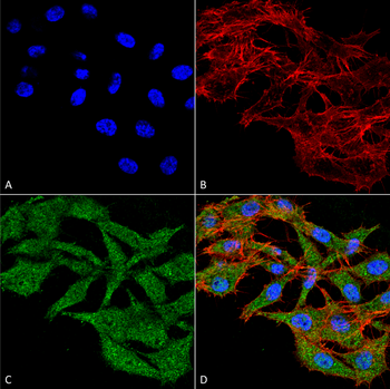 WDFY3 Antibody (FITC)