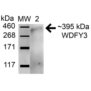 WDFY3 Antibody (HRP)
