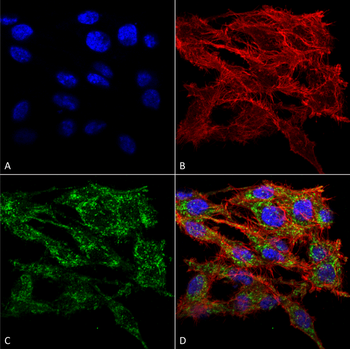 VMP1 Antibody (FITC)