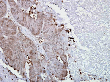 HSP90 alpha Antibody (Biotin)