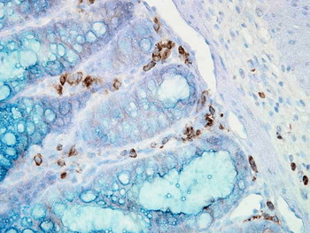 HSP90 alpha Antibody (Biotin)
