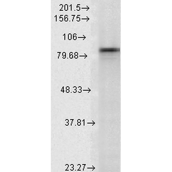 HSP90 alpha Antibody (FITC)