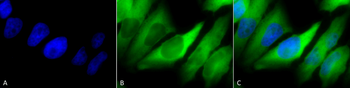 HSP90 alpha/beta Antibody (Biotin)