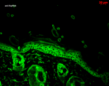 HSP90 alpha/beta Antibody (Biotin)