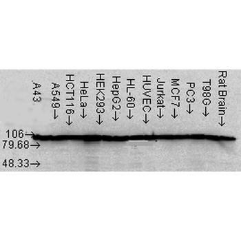 HSP90 alpha/beta Antibody (Biotin)