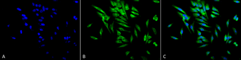 HSP90 alpha/beta Antibody (Biotin)