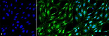 Ubiquitin Antibody (APC)