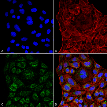 ERp57 Antibody (FITC)