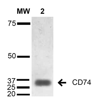 CD74 Antibody (Biotin)