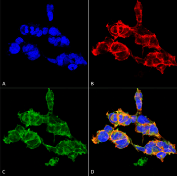 O-GalNAC Antibody (Biotin)