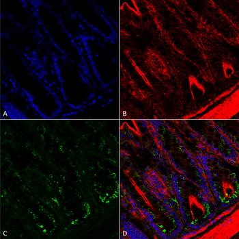 O-GalNAC Antibody (HRP)