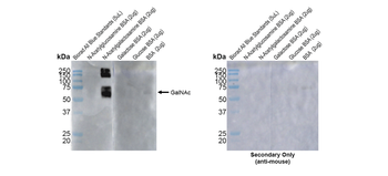 O-GalNAC Antibody (HRP)