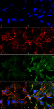 Acrolein Antibody (PerCP)
