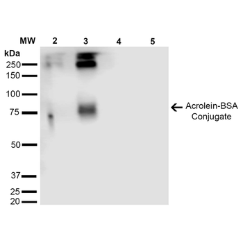 Acrolein Antibody (PerCP)