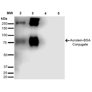 Acrolein Antibody (APC)