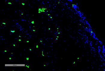 Acrolein Antibody (FITC)