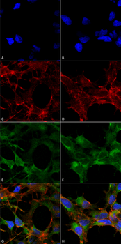 Acrolein Antibody (PerCP)