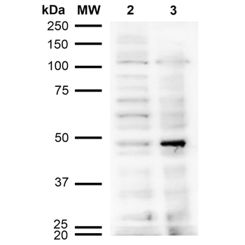 Acrolein Antibody (PerCP)