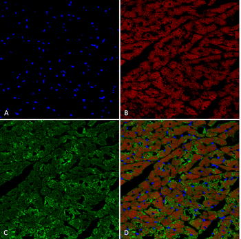 Hexanoyl-Lysine adduct Antibody (FITC)