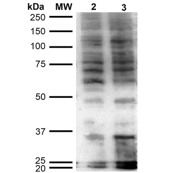 Hexanoyl-Lysine adduct Antibody (HRP)