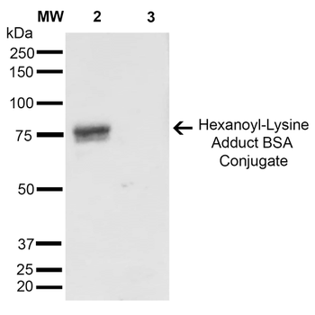 Hexanoyl-Lysine adduct Antibody (HRP)