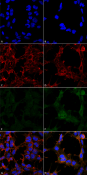 Hexanoyl-Lysine adduct Antibody (PerCP)