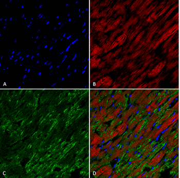 Hexanoyl-Lysine adduct Antibody (FITC)