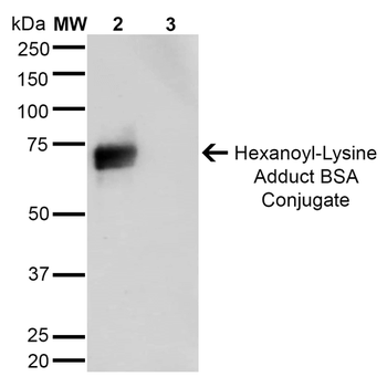 Hexanoyl-Lysine adduct Antibody (FITC)