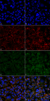Hexanoyl-Lysine adduct Antibody (HRP)