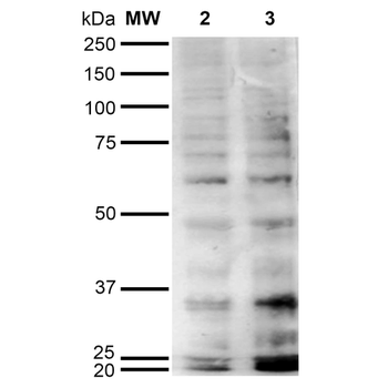 Hexanoyl-Lysine adduct Antibody (PerCP)