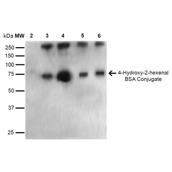 4-Hydroxy-2-hexenal Antibody (APC)